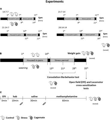 Mice Cohabiting With Familiar Conspecific in Chronic Stress Condition Exhibit Methamphetamine-Induced Locomotor Sensitization and Augmented Consolation Behavior